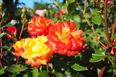 Similar image 22337051