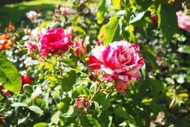 Similar image 22336501