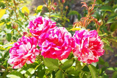 Similar image 22337172