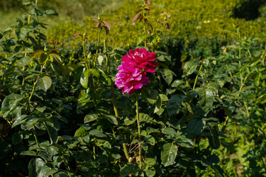 Similar image 22334350