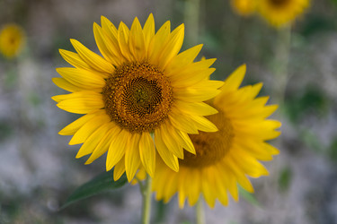 Similar image 22340344