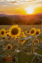 Similar image 22340299