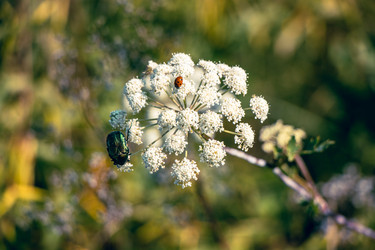 Similar image 22338249