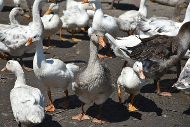 Similar image 22334988