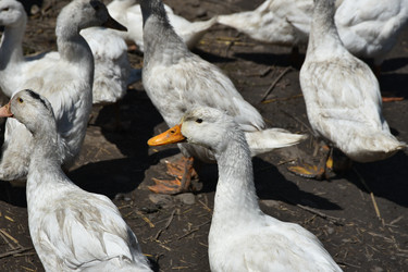 Similar image 22334989