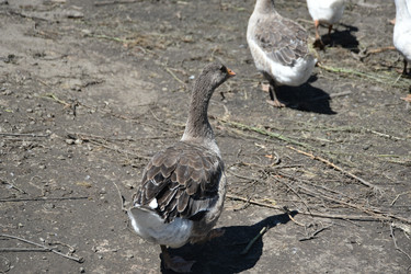 Similar image 22334991