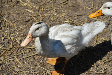 Similar image 22335099