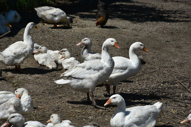 Similar image 22335101