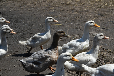 Similar image 22335106