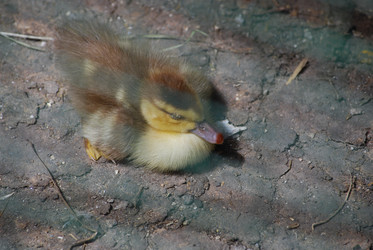 Similar image 22335037