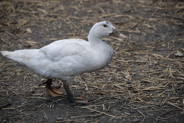 Similar image 22335042