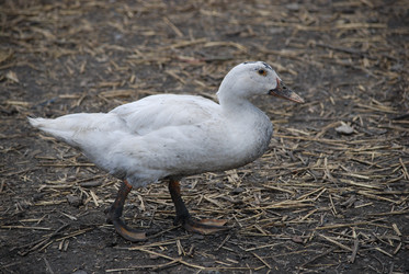 Similar image 22335043