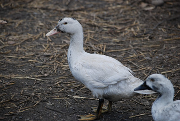 Similar image 22335045