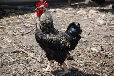 Similar image 22335055