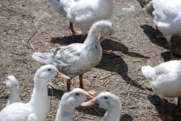 Similar image 22335058