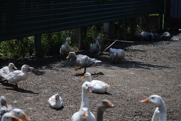 Similar image 22335059