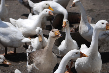 Similar image 22335060