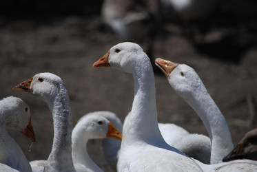 Similar image 22335062