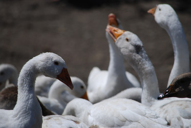 Similar image 22335063