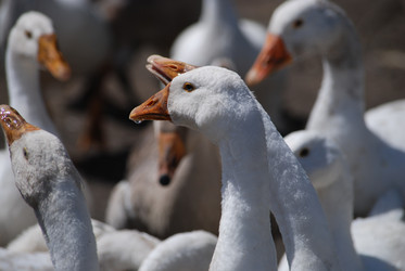 Similar image 22335067