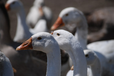 Similar image 22335068