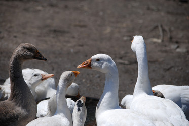 Similar image 22335069