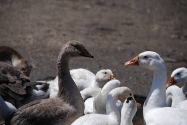 Similar image 22335070