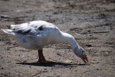 Similar image 22335072