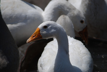 Similar image 22335073