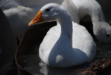 Similar image 22335074