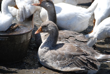 Similar image 22335077