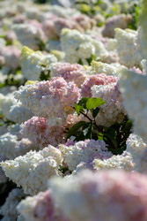 Similar image 22339604