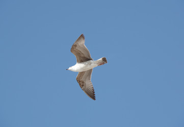 Similar image 22339731