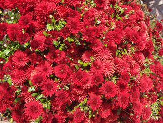 Similar image 22335426