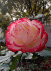 Similar image 22335427