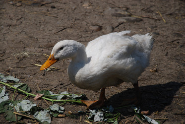 Similar image 22335112