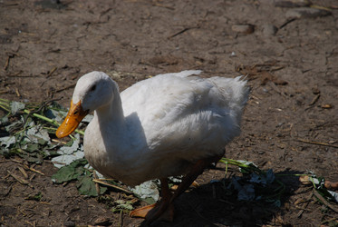 Similar image 22335113