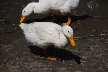 Similar image 22335114