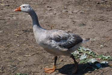 Similar image 22335130