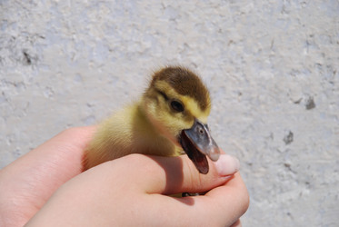 Similar image 22335092