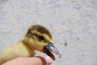 Similar image 22335093