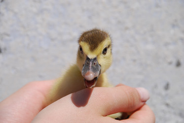 Similar image 22335094