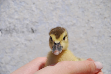 Similar image 22335095