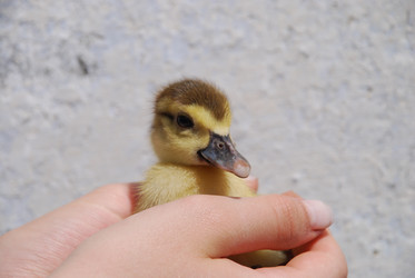 Similar image 22335096