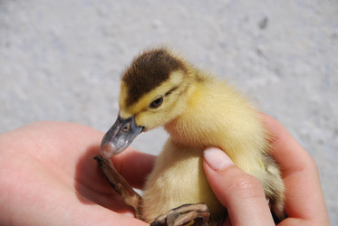 Similar image 22335097