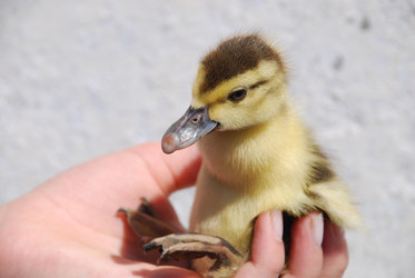 Similar image 22335098