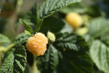 Similar image 22334311