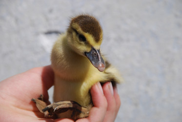 Similar image 22342609