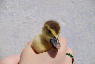 Similar image 22342611