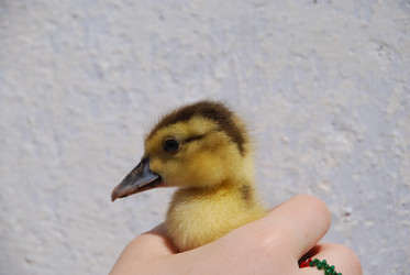 Similar image 22342613